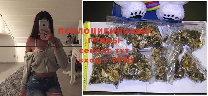 где можно купить   мега вход  Псилоцибиновые грибы Magic Shrooms  Зеленоградск 